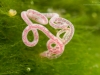 Sludge worm (Tubifex tubifex)