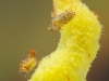 Spongillafly larvae (Sisyra fuscata)