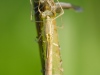 Spread-winged damselfly (Lestes sponsa) emerging