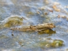 Summer mayfly (Siphlonurus lacustris) emerging