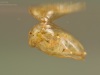 Water flea (Cladocera)