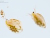 Water fleas (Cladocera)