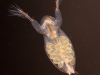 Water flea (Cladocera)