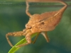 Water scorpion nymph (Nepa cinerea)