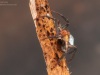 Water spider (Argyroneta aquatica)