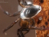 Water spider (Argyroneta aquatica)