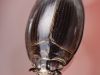 Whirligig beetle (Gyrinidae)