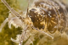 Aquatic sow bugs, water lice or water slaters (Asellidae)