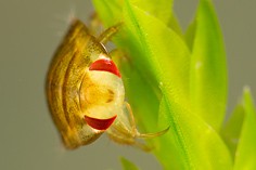 Saucer bugs or creeping water bugs (Naucoridae)