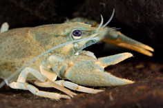 Crayfish (Astacus)