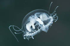 Freshwater jellyfish or hydromedusae (Craspedacusta sowerbyi)