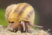 River snails (Viviparidae)
