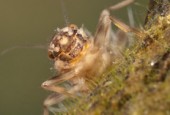 Prong-gilled mayfly nymphs (Ephemeroptera, Leptophlebiidae)