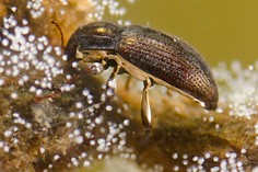 Riffle beetle larvae and adults (Elmidae)