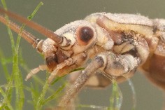 Stonefly nymphs (Plecoptera)