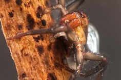 Water spider or diving bell spider (Argyroneta aquatica)