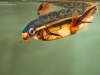 Diving beetle (Cybister lateralimarginalis)
