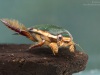 Diving beetle (Cybister lateralimarginalis)