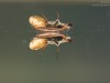 Water scavenger beetle (Helochares obscurus)
