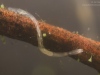 Aquatic oligochaete worm (Chaetogaster sp.)