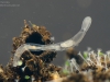 Aquatic oligochaete worm (Chaetogaster sp.)