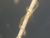 Aquatic oligochaete worm (Ophidonais serpentina)