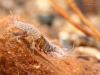 Aquatic sow bug (Asellus aquaticus)