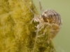 Aquatic sow bug (Asellus aquaticus)