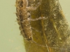 Aquatic sow bugs (Asellus aquaticus)