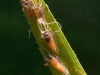 Black fly pupae (Simuliidae)