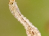 Black fly larva (Simuliidae)