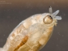 Black fly larva (Simuliidae)
