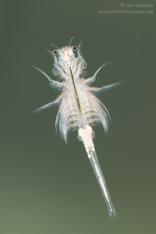 https://lifeinfreshwater.net/wp-content/gallery/brine-shrimps-artemiidae/Brine-shrimp-Artemiidae-03.jpg