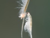 Brine shrimps (Artemia salina)