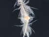 Brine shrimps (Artemia salina)