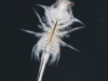 Brine shrimp (Artemia salina)