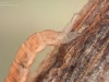Caddisfly larva (Polycentropodidae)