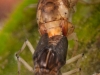 Caddisfly larva (Polycentropodidae)
