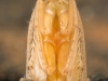 Caddisfly pupa (Trichoptera)