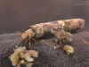 Case-building caddisfly larva (Limnephilidae)