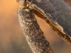 Case-building caddisfly larva (Potamophylax rotundipennis)