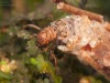Case-building caddisfly larva (Anabolia furcata)