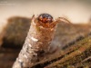 Case-building caddisfly larva (Notidobia ciliaris)