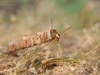 Case-building caddisfly larva (Brachycentrus subnubilus)