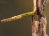 Case-building caddisfly larva (Triaenodes bicolor)