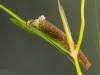 Case-building caddisfly larva (Athripsodes aterrimus)