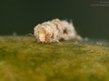 Case-building caddisfly larva (Athripsodes cinereus)