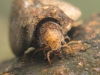 Case-building caddisfly larva (Goera pilosa)