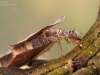 Case-building caddisfly larva (Glyphotaelius pellucidus)