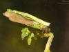 Case-building caddisfly larva (Trichoptera)